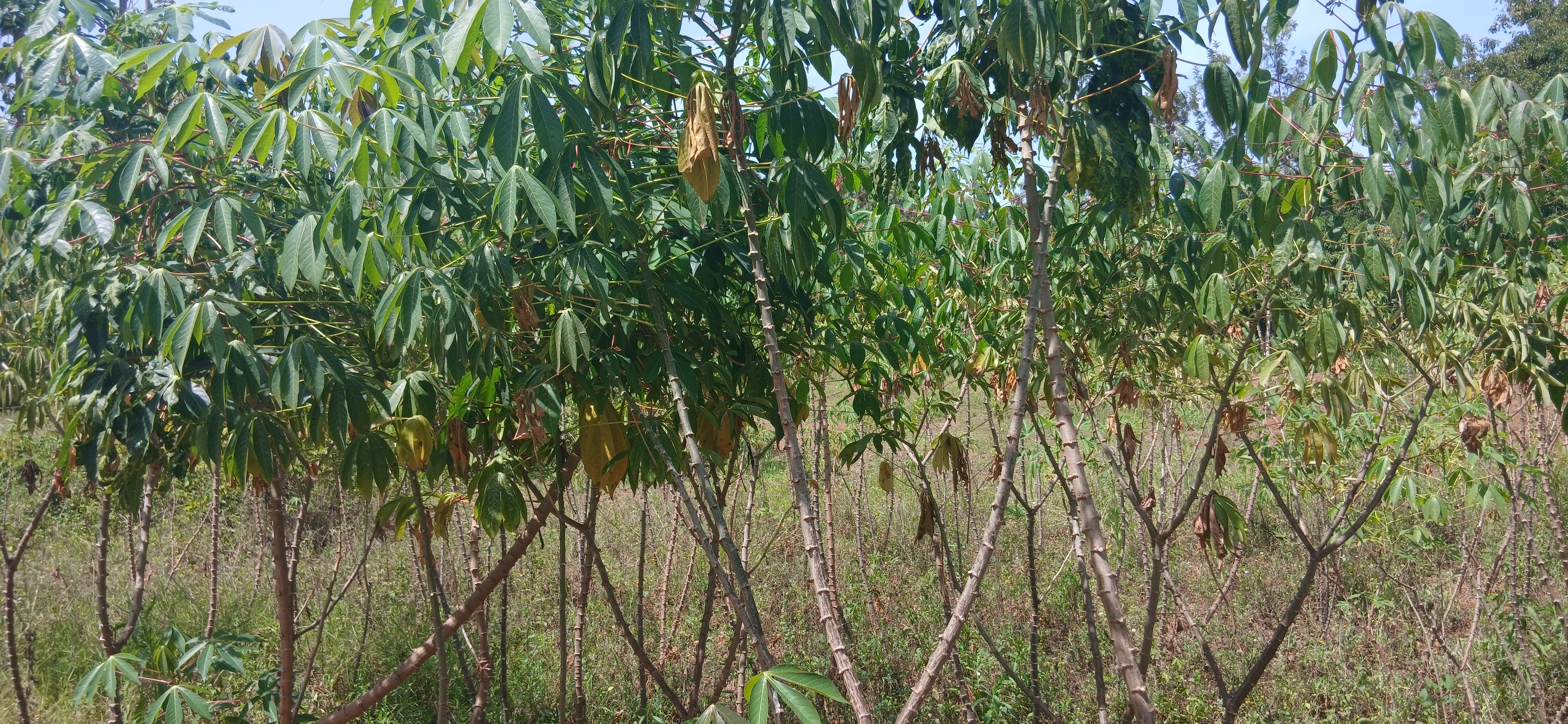 Cassava Plant